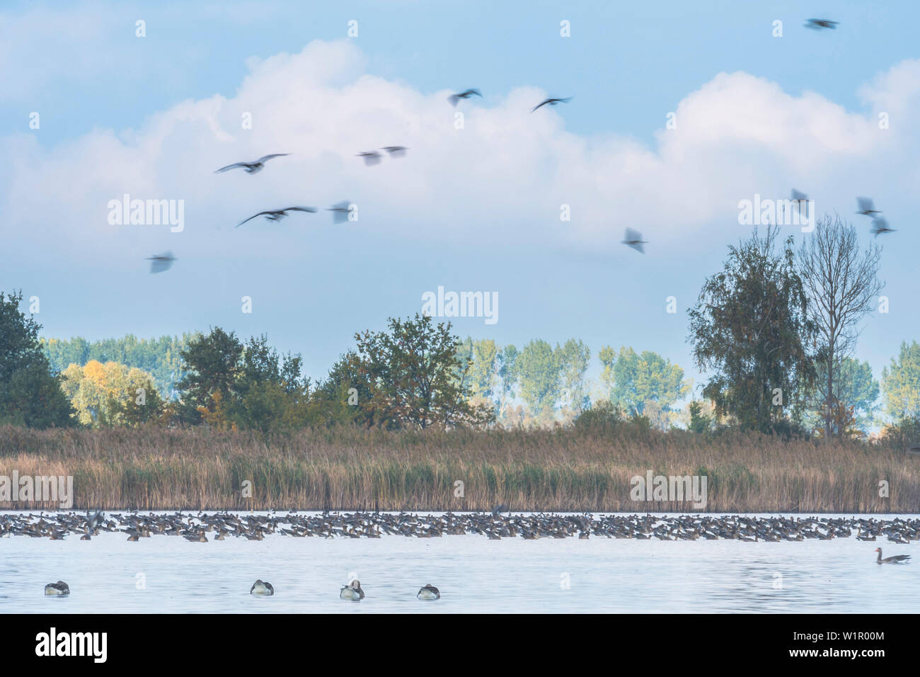 Le oche grigie di atterraggio su l'acqua al mattino, studio di volo, stagno, Brandeburgo, Germania Foto Stock Le oche grigie di atterraggio su l'acqua al mattino, studio di volo, stagno, Brandeburgo, Germania Foto Stock