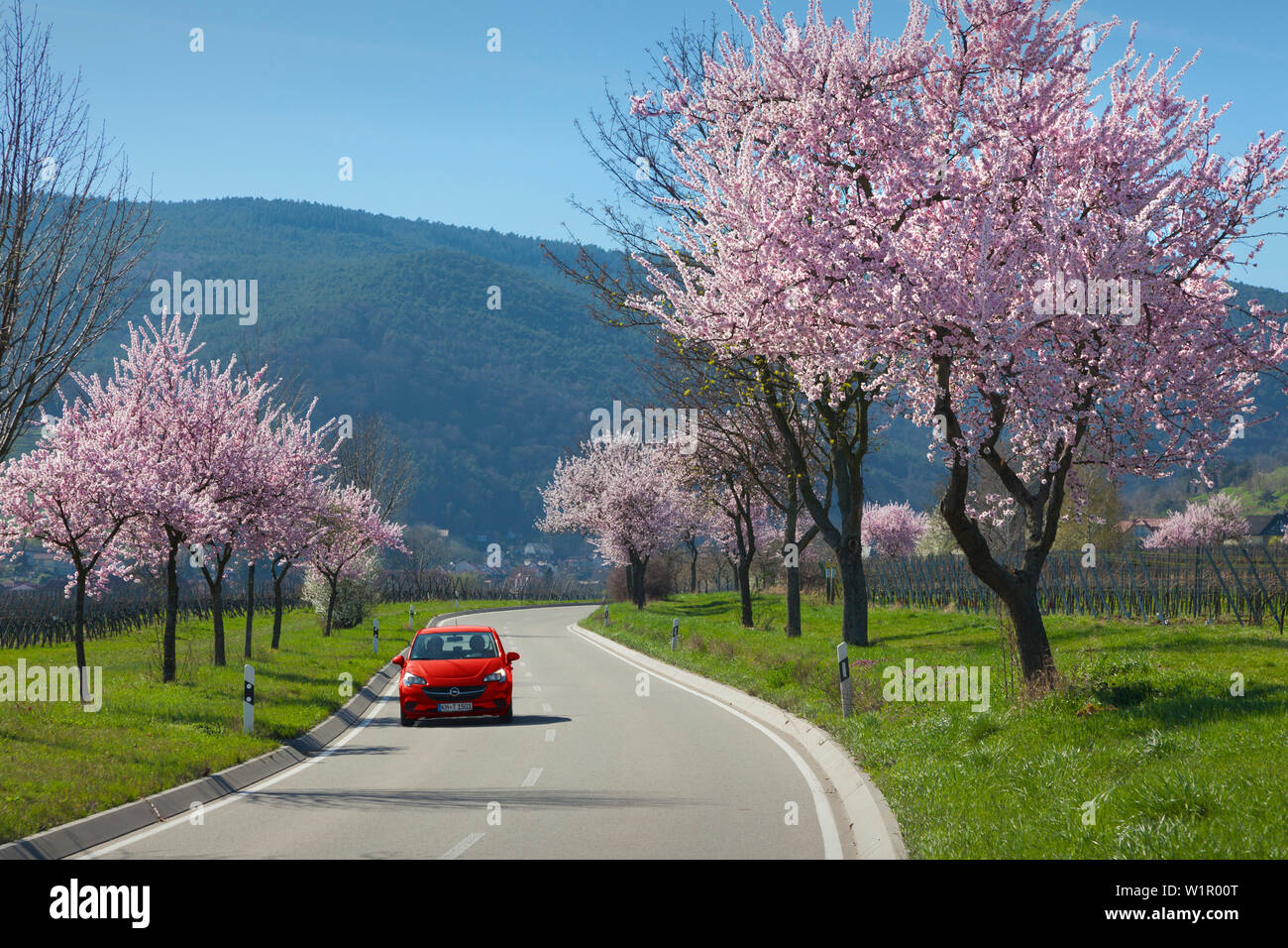 Fiore di mandorla, Mandelbluetenweg, Deutsche Weinstrasse (tedesco la strada del vino), Pfalz, Renania-Palatinato, Germania Foto Stock