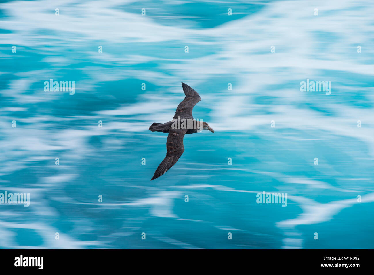 Maggiore storm petrel in volo Foto Stock