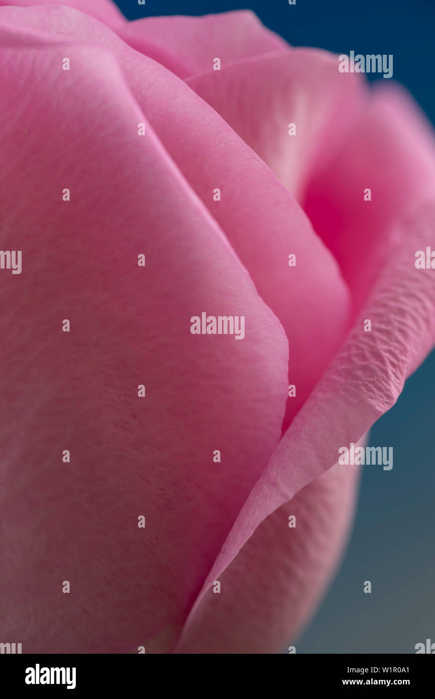 Close-up di un rosa rosa fiore, Kassel, Hesse, Germania, Europa Foto Stock