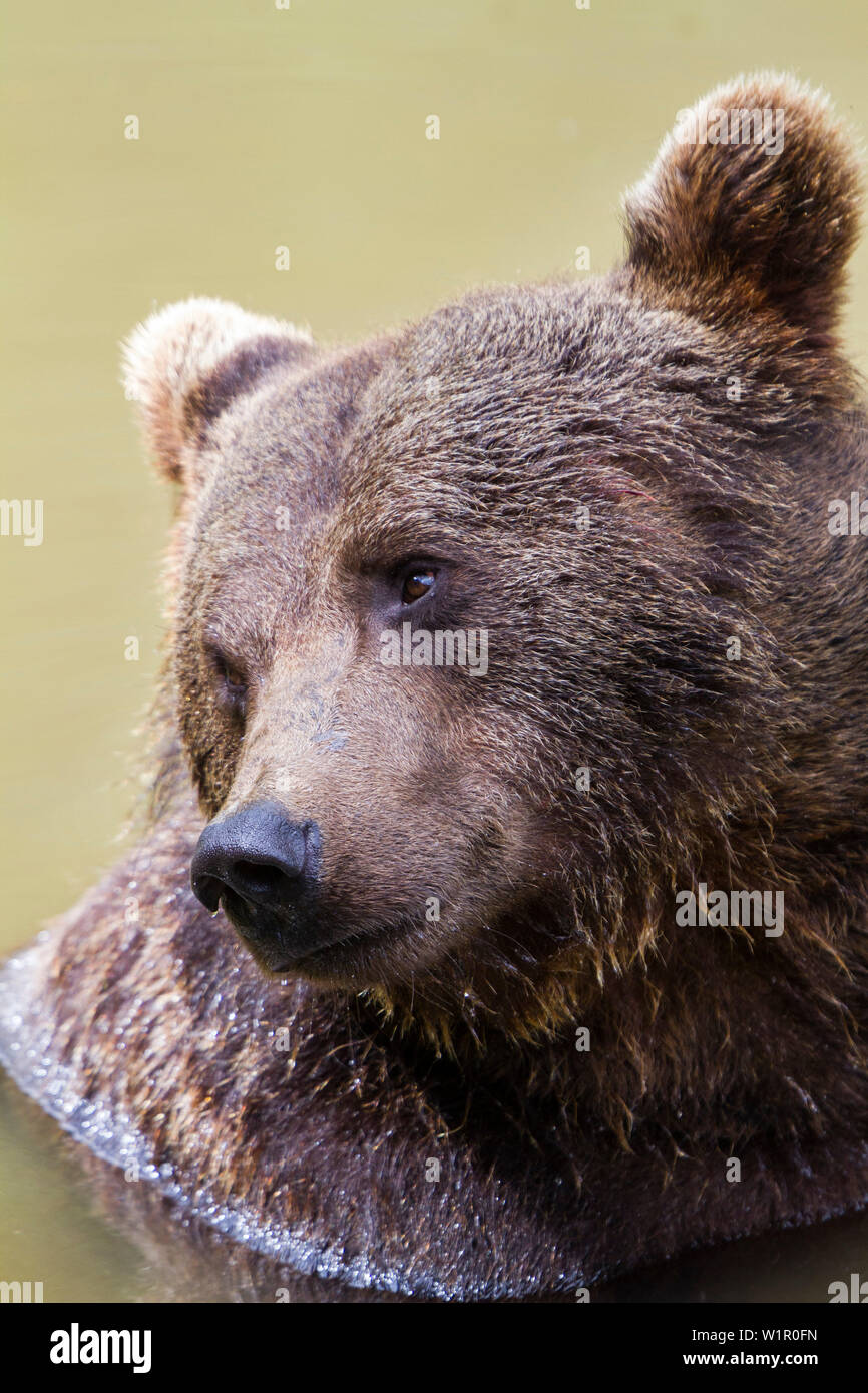 Orso bruno in acqua, Ursus arctos, Parco Nazionale della Foresta Bavarese, Baviera, Germania, Europa, captive Foto Stock