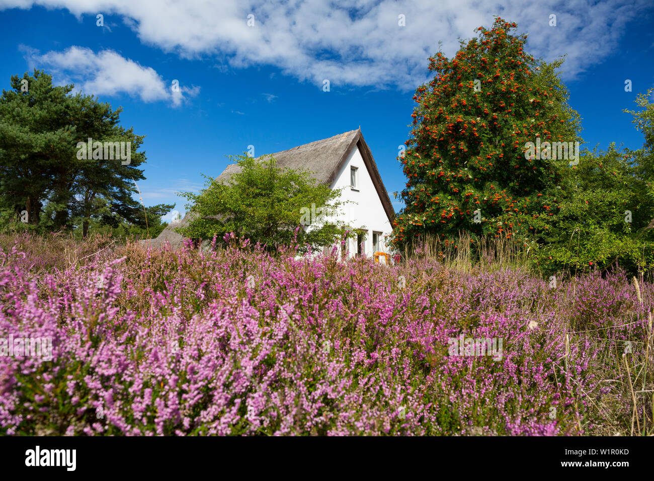 Heather e casa di paglia, Calluna vulgaris, Hiddensee Isola, Meclemburgo-Pomerania Occidentale, Germania, Europa Foto Stock