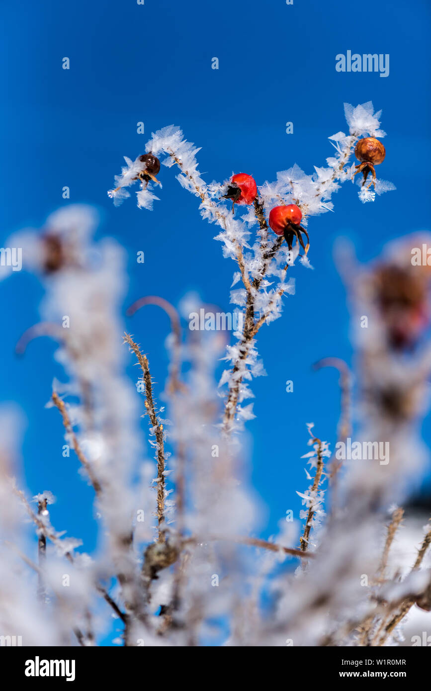 In Germania, in Baviera, Alpi Oberallgaeu, Oberstdorf, paesaggio invernale, Vacanze invernali, escursioni invernali Trail, Rosa canina ricoperta di neve, ghiaccio, la brina, il ghiaccio Crys Foto Stock