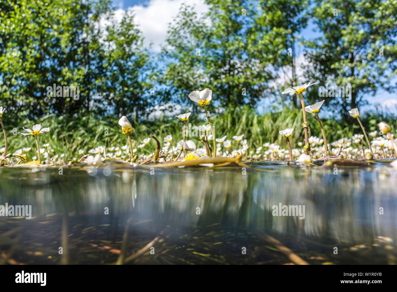 Spreewald riserva della biosfera, Germania, acqua escursioni, kayak, Local Area ricreativa, vacanza in famiglia, gita di famiglia o canoa, canottaggio, deserto, Exc Foto Stock