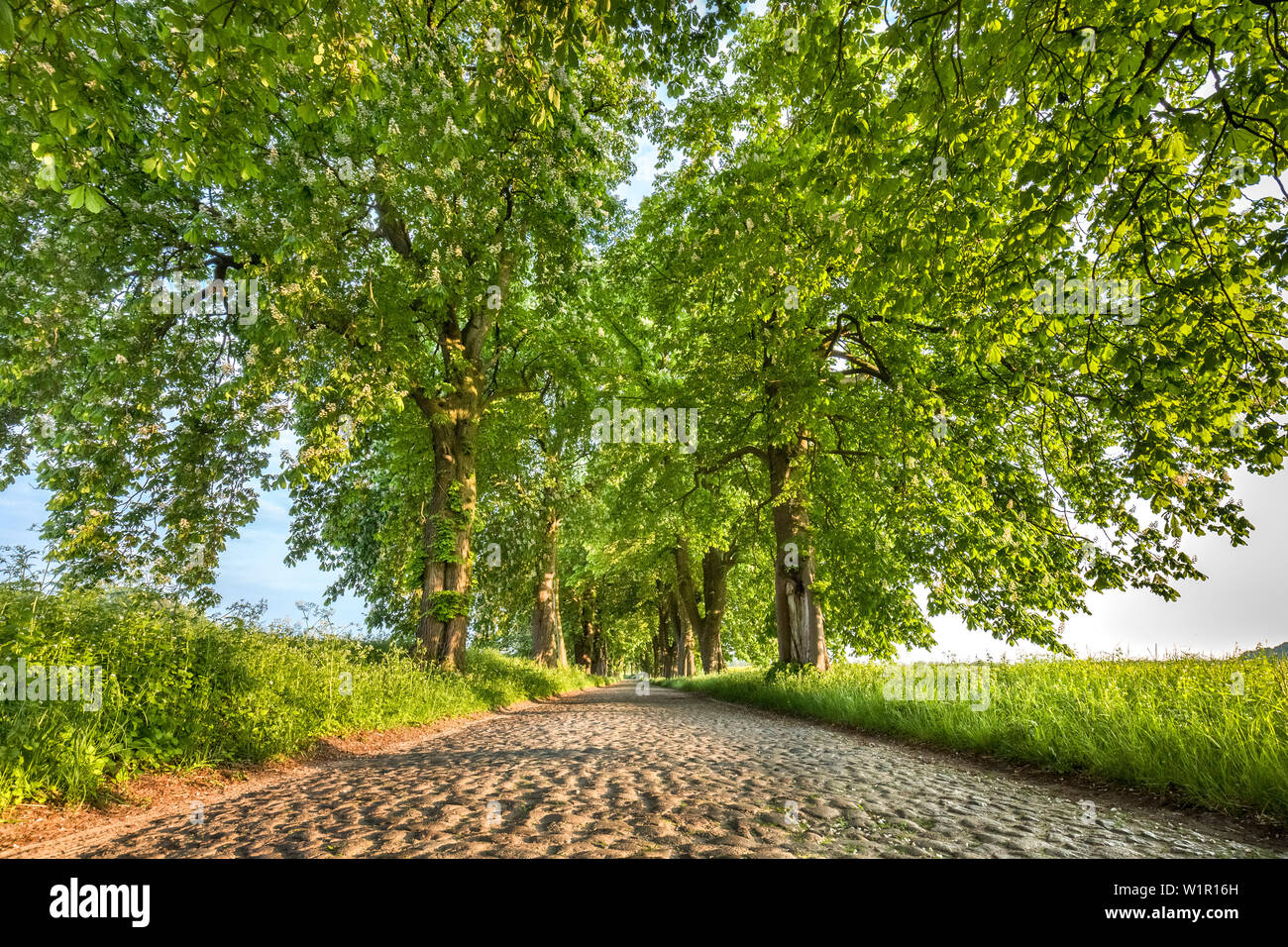 Vicolo di castagno, Lancken-Granitz, Ruegen Isola, Meclemburgo-Pomerania Occidentale, Germania Foto Stock