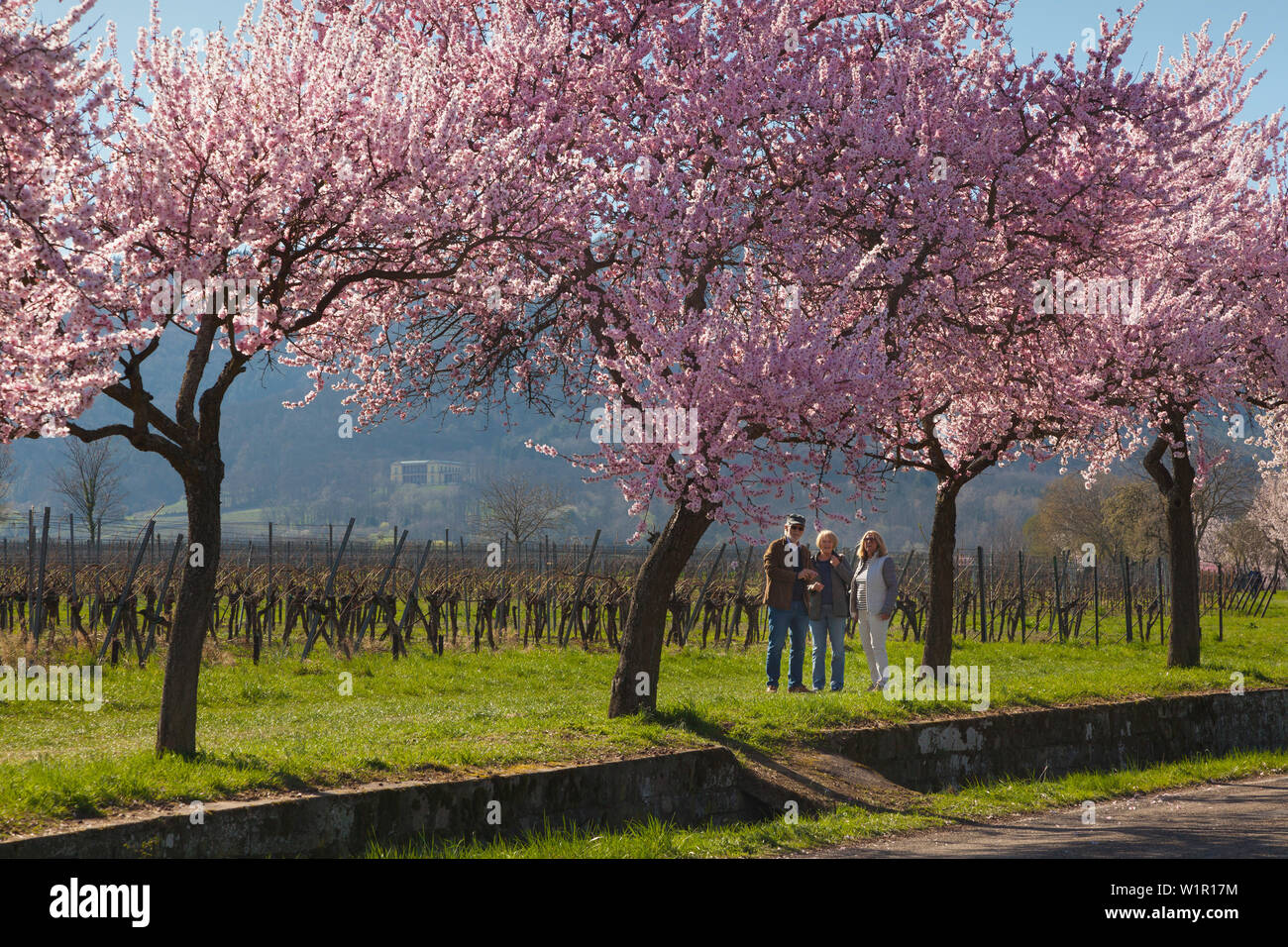 Fiore di mandorla a Villa Ludwigshoehe, Mandelbluetenweg, Deutsche Weinstrasse (tedesco la strada del vino), Pfalz, Renania-Palatinato, Germania Foto Stock