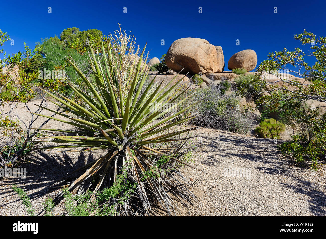Yucca palm nel Joshua-Tree Parco Nazionale, CALIFORNIA, STATI UNITI D'AMERICA Foto Stock