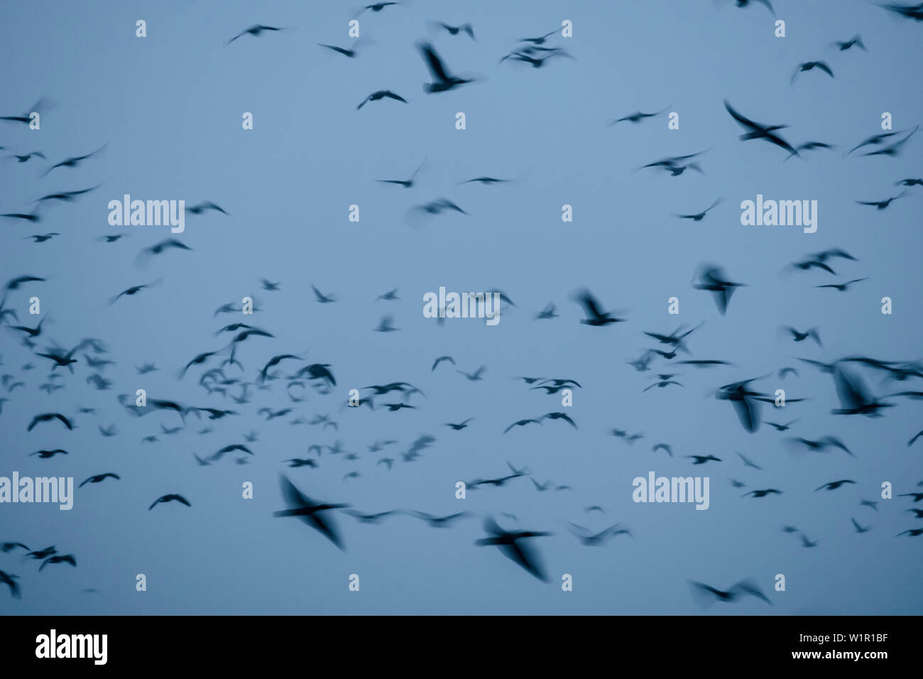 Oche selvatiche, oche grigie al mattino, studio di volo, astratta, Autunno, Fehrbellin, Linum, Brandeburgo, Germania Foto Stock Oche selvatiche, oche grigie al mattino, studio di volo, astratta, Autunno, Fehrbellin, Linum, Brandeburgo, Germania Foto Stock