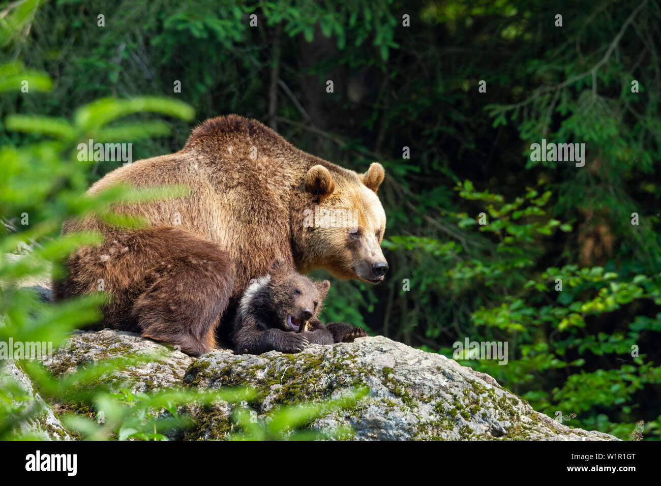 Orso bruno, madre con cub, Ursus arctos, Parco Nazionale della Foresta Bavarese, Baviera, Germania, captive Foto Stock