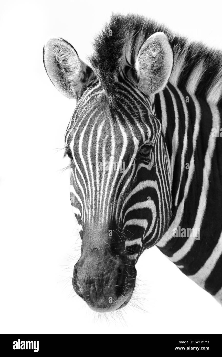 Immagine in bianco e nero di una zebra nel deserto del Namib, Namibia, Africa Foto Stock