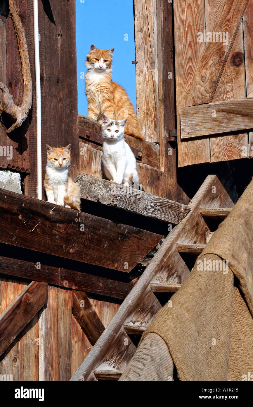 Tre gatti rossi seduta a una scala in legno al sole Foto Stock