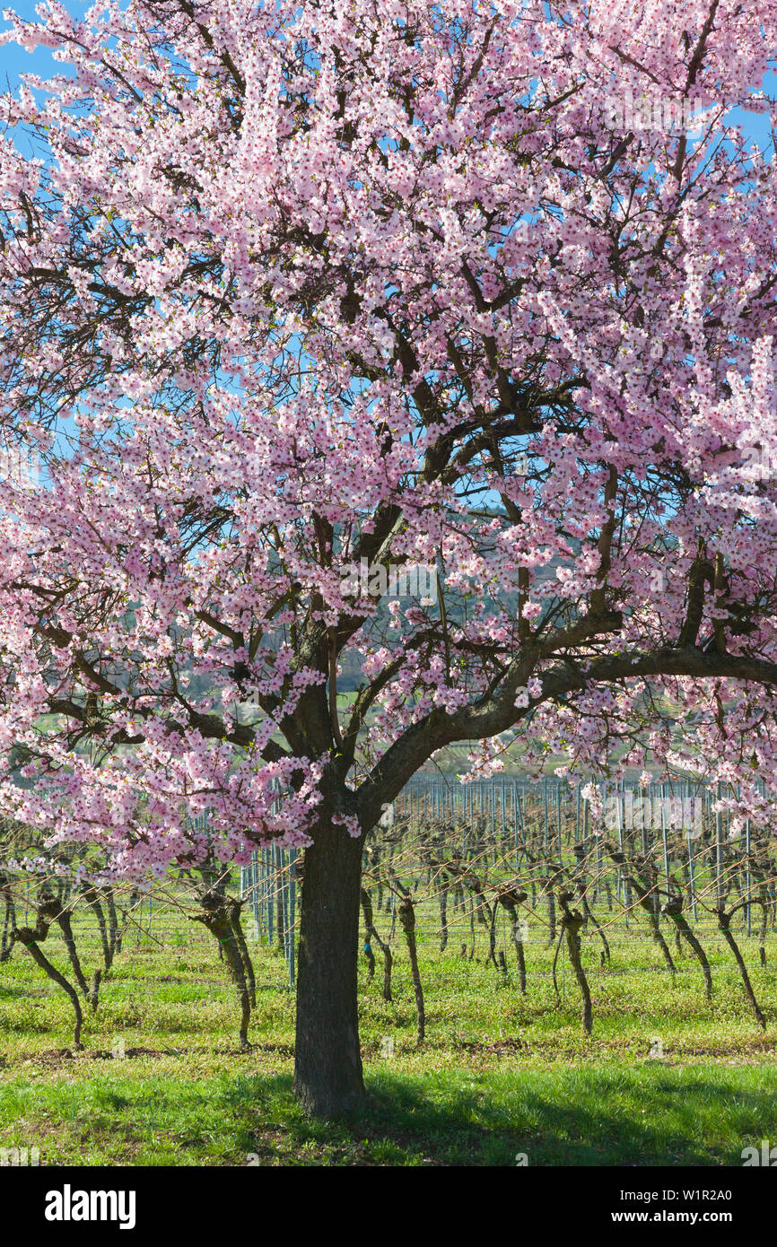 Fiore di mandorla, Mandelbluetenweg, Deutsche Weinstrasse (tedesco la strada del vino), Pfalz, Renania-Palatinato, Germania Foto Stock