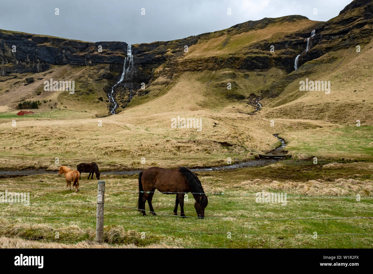 Islandese pascolo cavalli in un campo erboso nel sud dell'Islanda con due cascate e un fiume in background Foto Stock