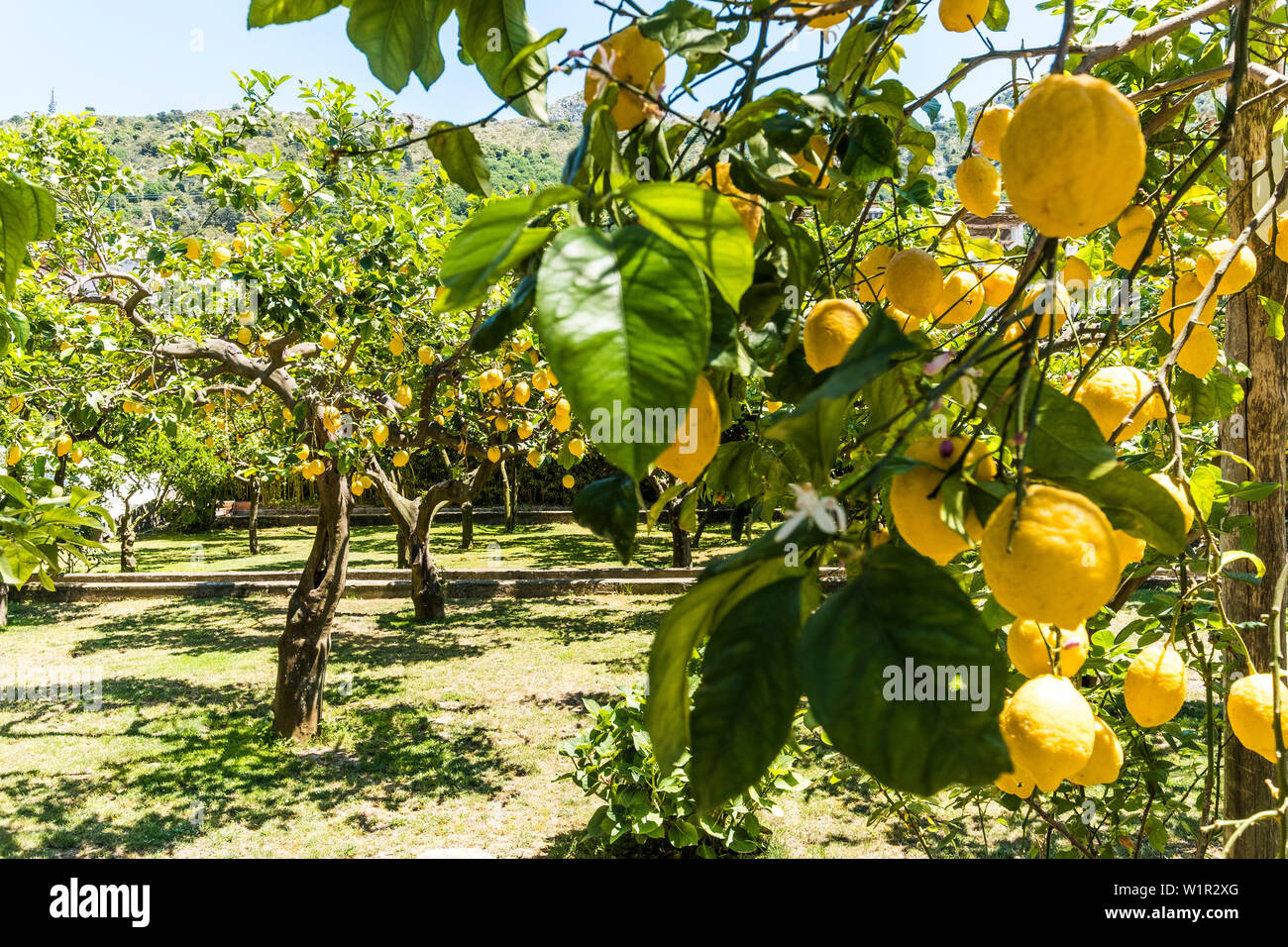 Lemon Tree presso il ristorante La Zagara a Anacapri, isola di Capri e il golfo di Napoli, Italia Foto Stock