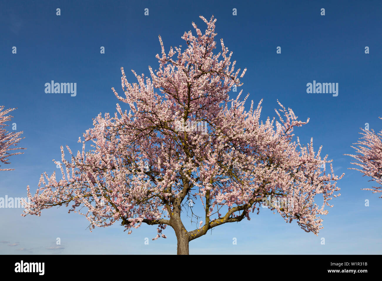 Fiore di mandorla, Mandelbluetenweg, Deutsche Weinstrasse (tedesco la strada del vino), Pfalz, Renania-Palatinato, Germania Foto Stock