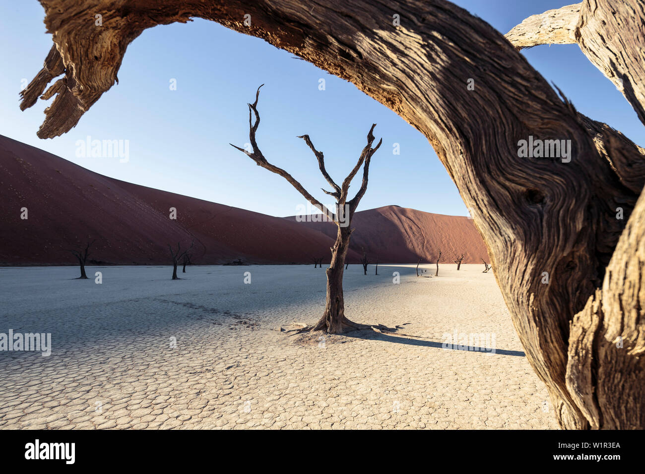 500-anno-vecchi scheletri di acacia nel Deadvlei pentola di creta. A destra, Big Daddy, con 380 metri di una delle più alte del mondo dune. Sossusvlei, Namib N Foto Stock