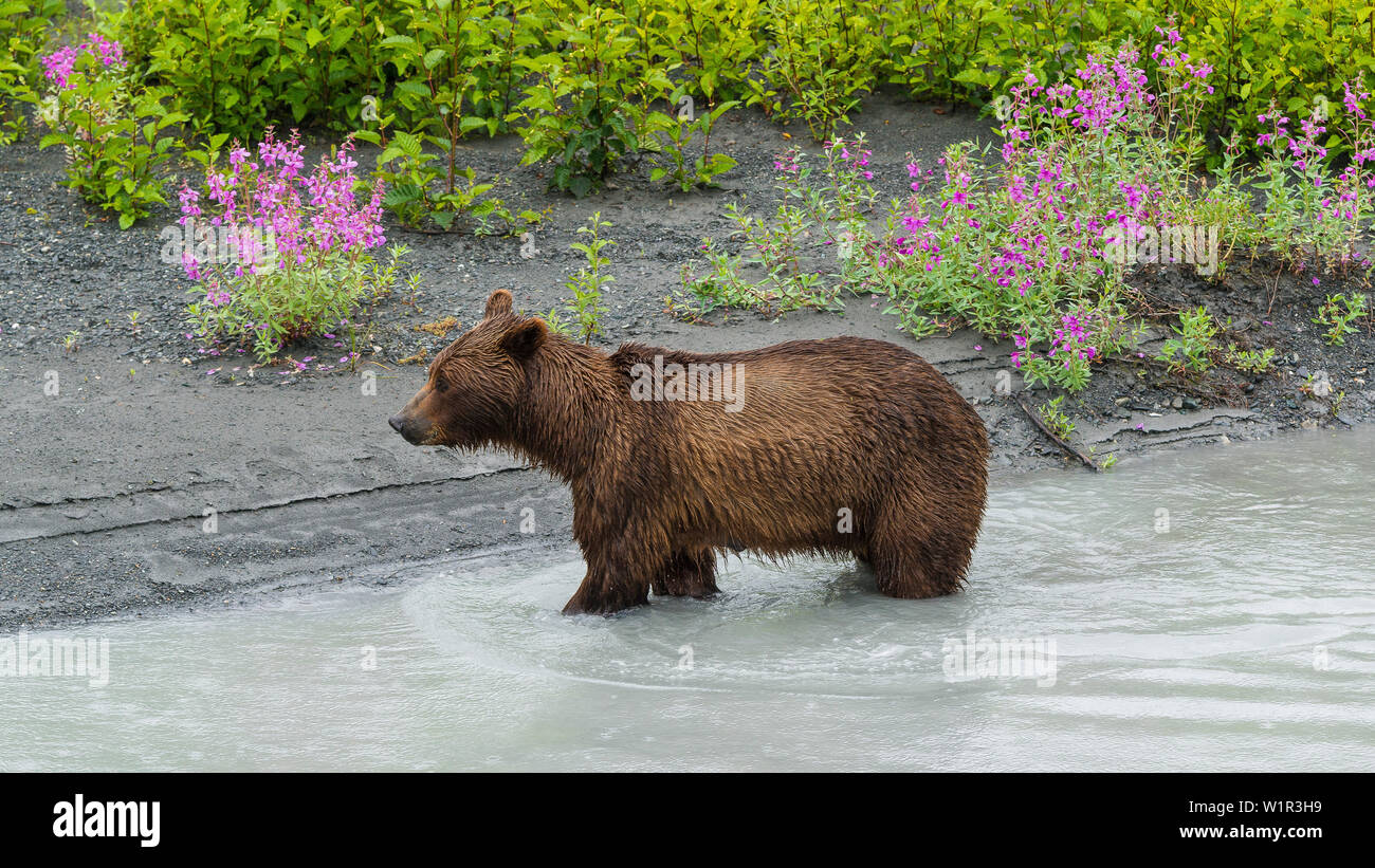 Giovani orso bruno in corrispondenza di un argine a Valdez in Alaska, STATI UNITI D'AMERICA Foto Stock