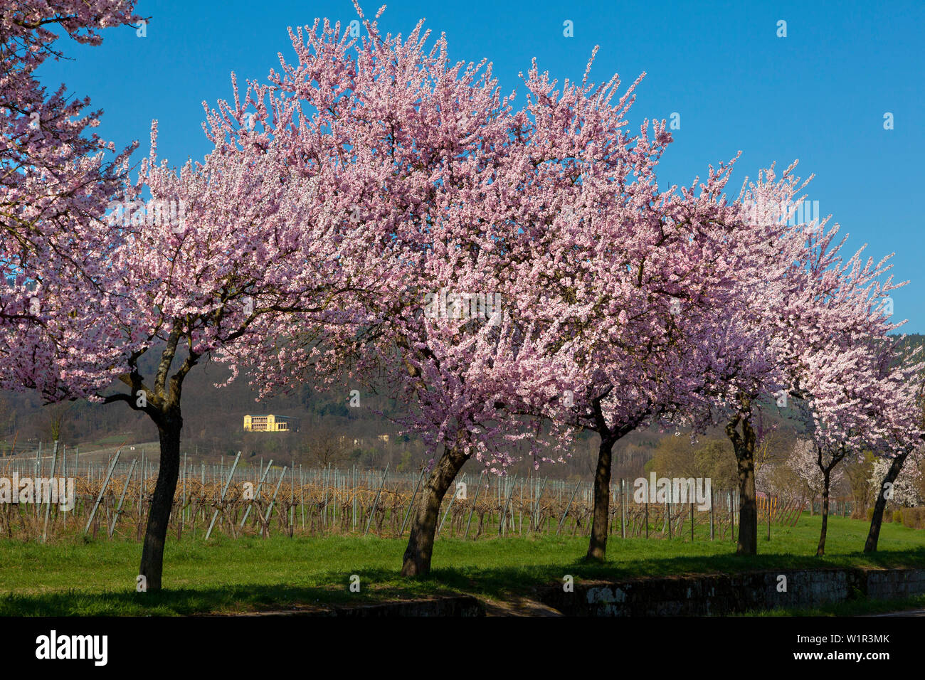 Fiore di mandorla a Villa Ludwigshoehe, Mandelbluetenweg, Deutsche Weinstrasse (tedesco la strada del vino), Pfalz, Renania-Palatinato, Germania Foto Stock