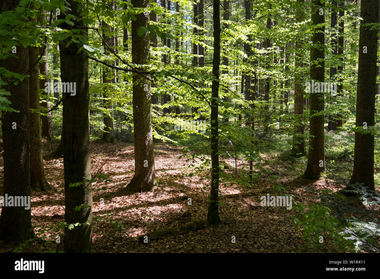 Bosco di latifoglie con faggi in maggio, Fagus sylvatica, Parco Nazionale della Foresta Bavarese, Bassa Baviera, Germania, Europa Foto Stock