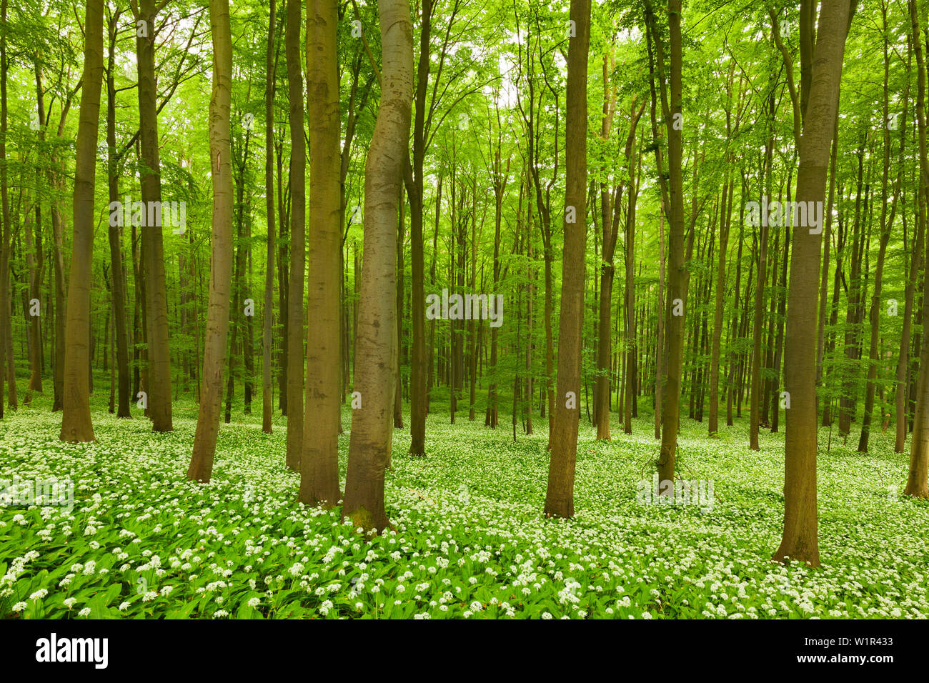 Fiorente aglio selvatico, faggeto, Parco Nazionale Hainich, Turingia, Germania Foto Stock