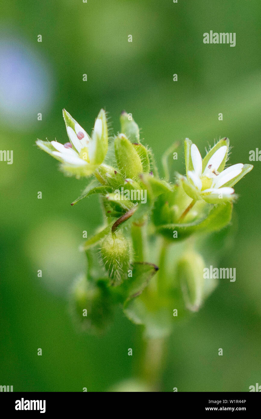 Testa di fiori di Chickweed, Herb Foto Stock