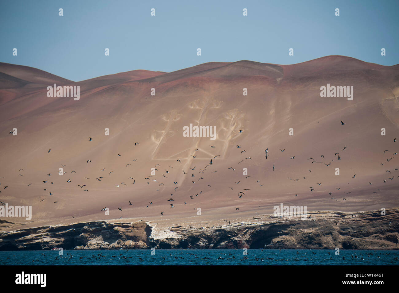 Blu-footed boobies (Sula nebouxii) volare e dive davanti a uno sfondo di Paracas Candelabro (anche candelabri delle Ande), un geoglyph quasi 60 Foto Stock