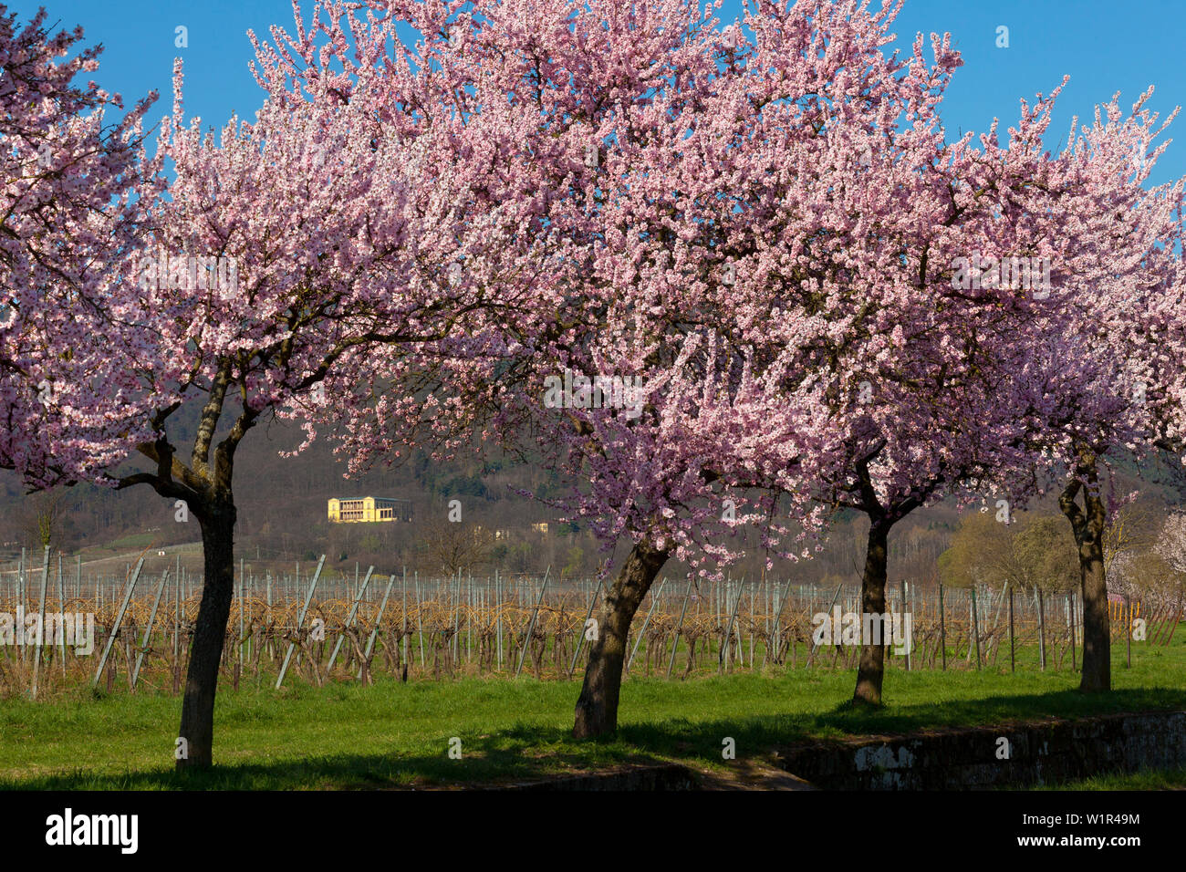 Fiore di mandorla a Villa Ludwigshoehe, Mandelbluetenweg, Deutsche Weinstrasse (tedesco la strada del vino), Pfalz, Renania-Palatinato, Germania Foto Stock
