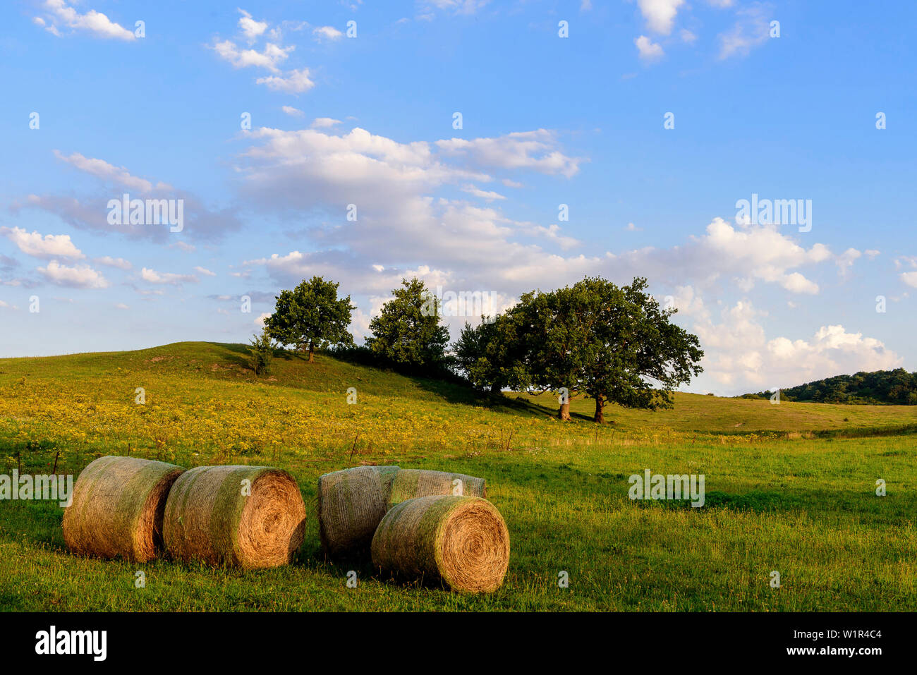 Round le balle di paglia al pascolo nel villaggio di Grieben, Hiddensee, Ruegen, Ostseekueste, Meclenburgo-Pomerania Occidentale, Germania Foto Stock