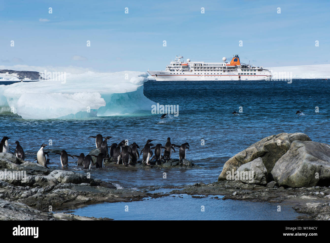 I pinguini Adélie (Pygoscelis adeliae) preparare per entrare in acqua da riva come diversi compagni di ritorno saltare fuori dall'acqua e expedition cruise s Foto Stock