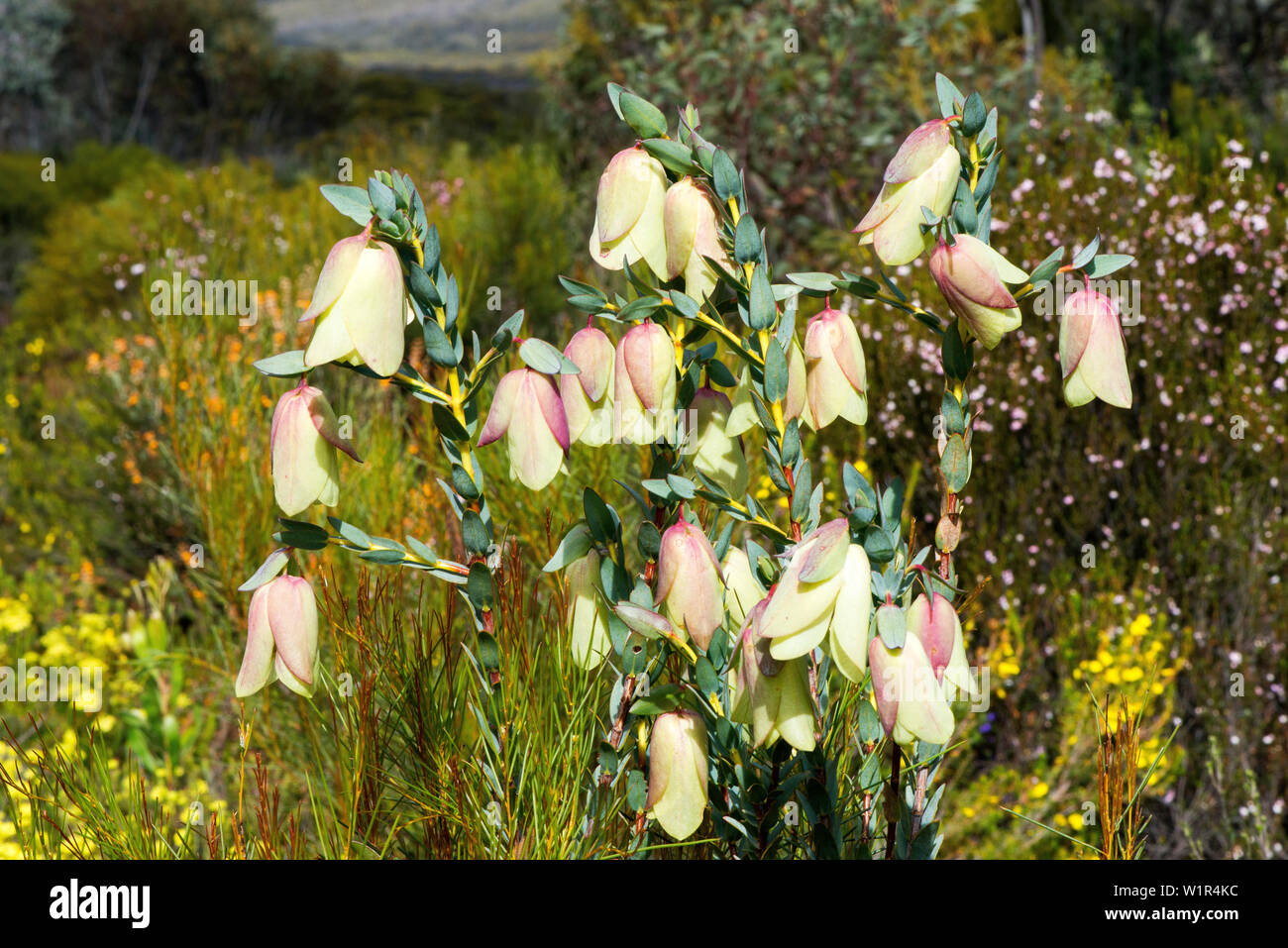 Fioritura Qualup Campana (Pimelea physodes) nella gamma Ravensthorpe in Australia Occidentale Foto Stock