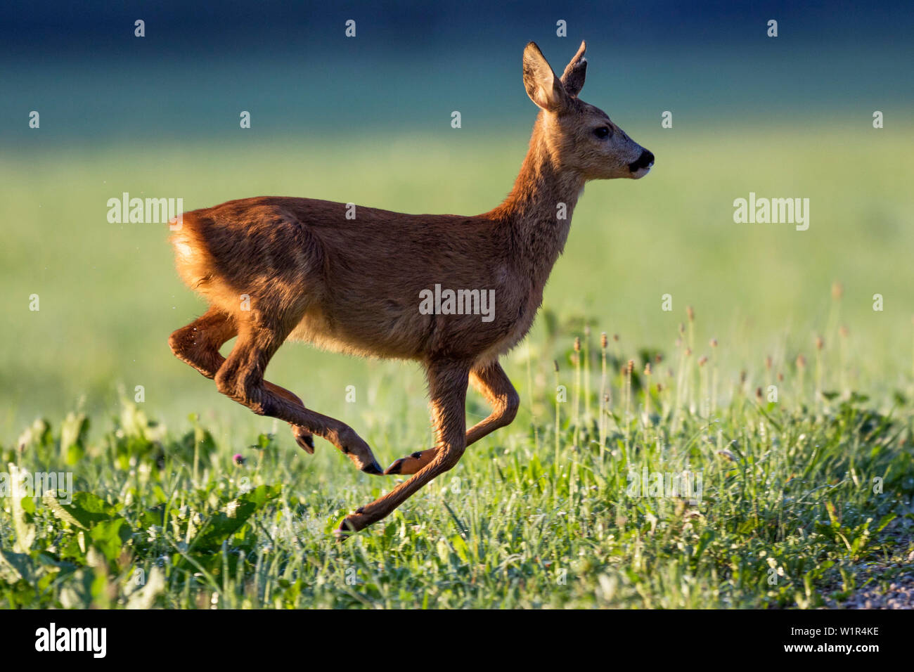 Capriolo in prato, femmina, Capreolus capreolus, Alta Baviera, Germania, Europa Foto Stock