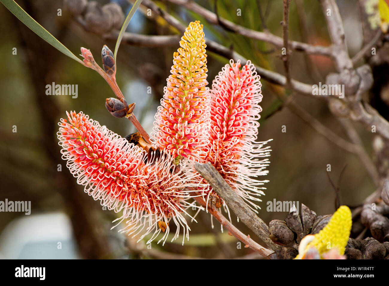 Erba-lasciava hakea (Hakea multilineata) nel bosco Dryandra vicino Narrogin in Australia Occidentale Foto Stock