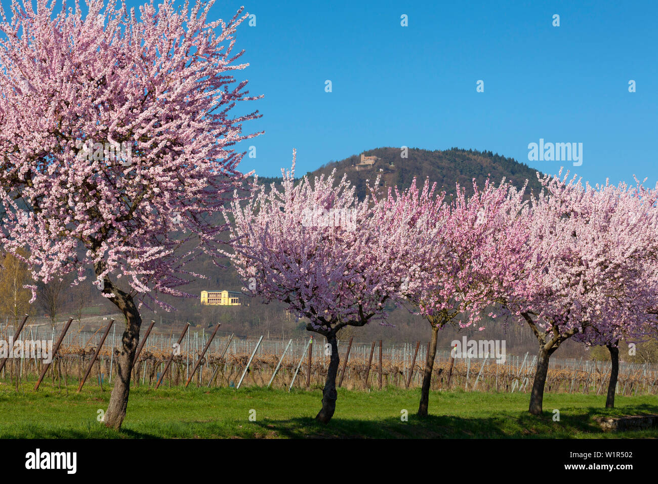 Fiore di mandorla a Villa Ludwigshoehe e Rietburg castello, Mandelbluetenweg, Deutsche Weinstrasse (tedesco la strada del vino), Pfalz, Renania-Palatinato, germe Foto Stock