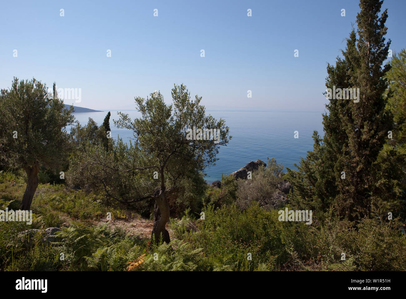 Gli ulivi vicino al litorale, Dhermi, Albanese Riviera, Albania Foto Stock