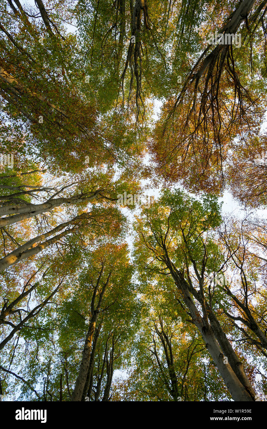 Foresta di faggio in autunno, Frog's eye Schauinsland, nei pressi di Freiburg im Breisgau, Foresta Nera, Baden-Württemberg, Germania Foto Stock