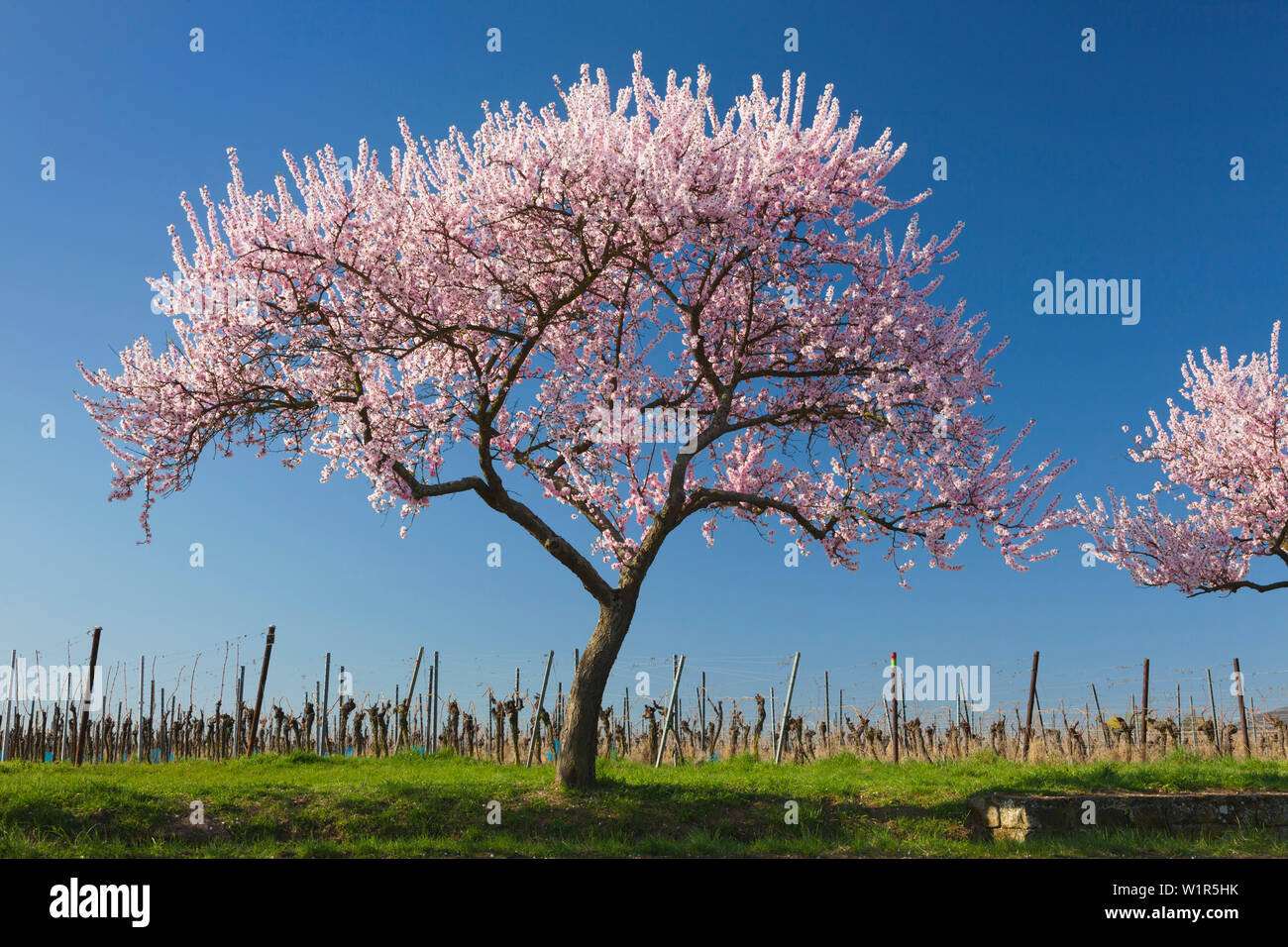Fiore di mandorla, Mandelbluetenweg, Deutsche Weinstrasse (tedesco la strada del vino), Pfalz, Renania-Palatinato, Germania Foto Stock