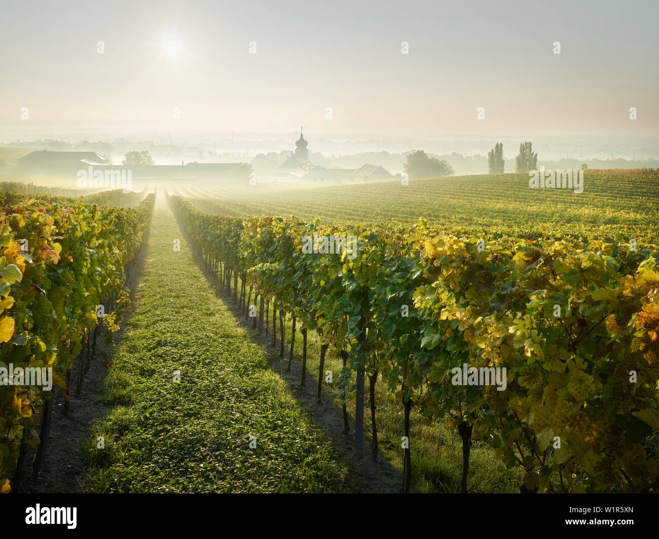 Vigneti, Freigut Heurigen, Gumpoldskirchen, Regione Termale, Austria Inferiore, Austria Foto Stock