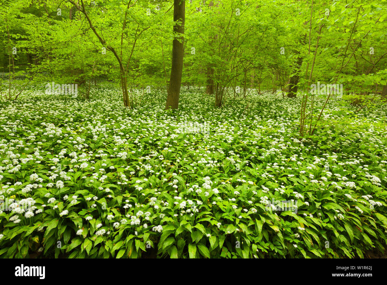 Fiorente aglio selvatico, faggeto, Parco Nazionale Hainich, Turingia, Germania Foto Stock