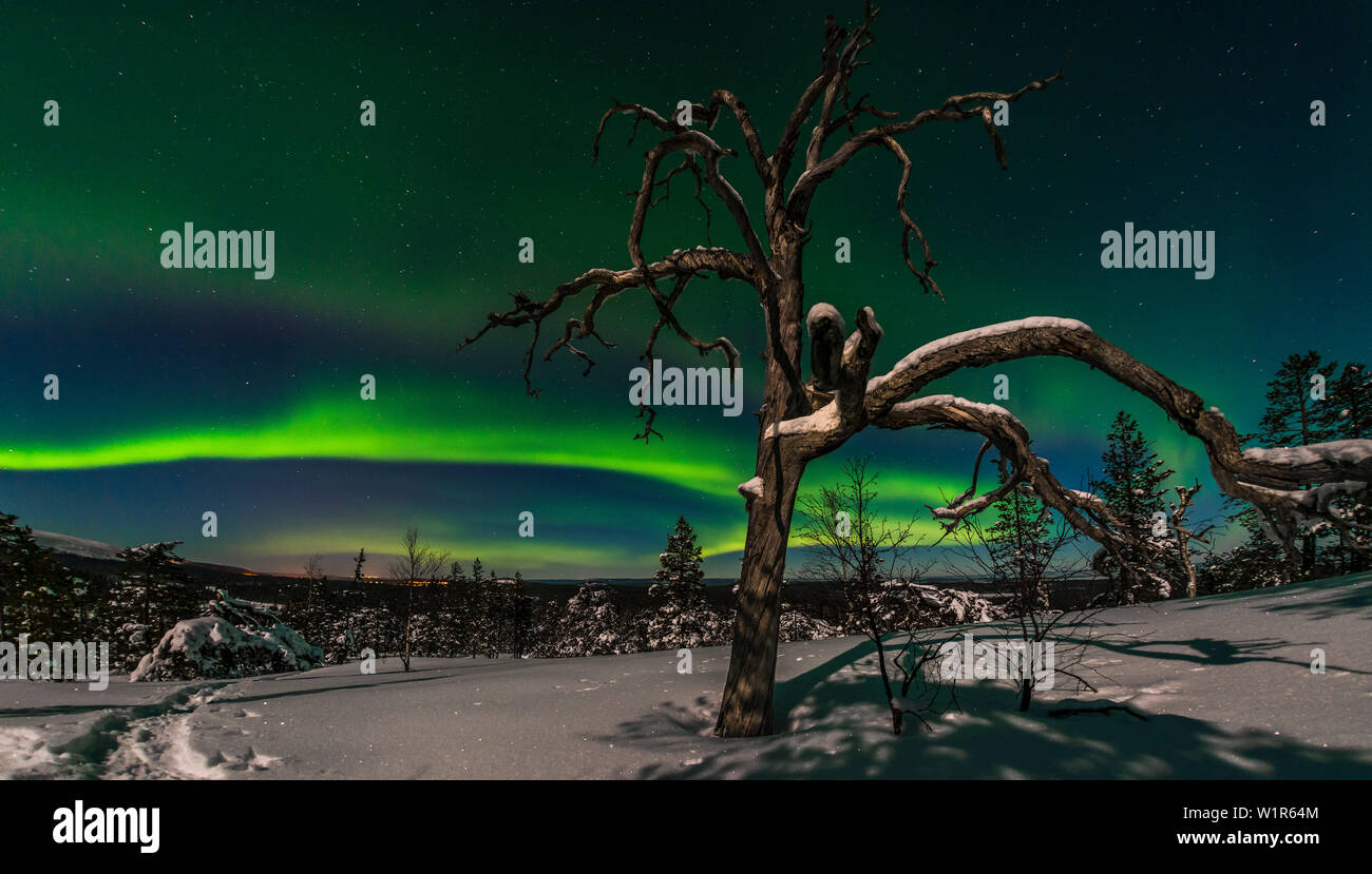 Aurora Boreale sopra le colline di Pyhä-Luosto National Park, la Lapponia finlandese Foto Stock