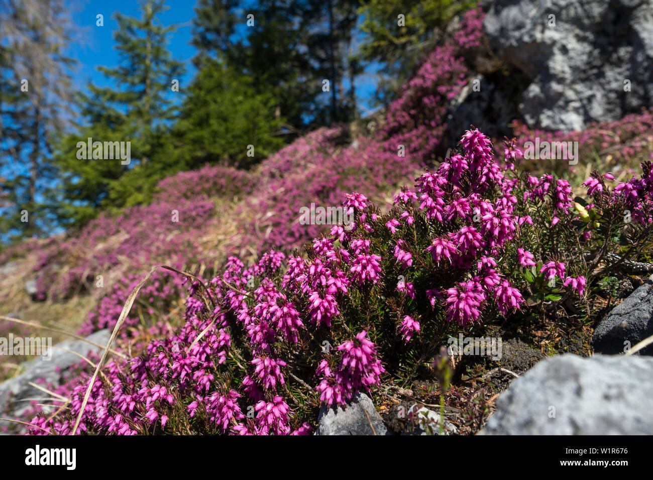 Fioritura invernale erica Erica herbacea, Alpi Austria, Europa Foto Stock