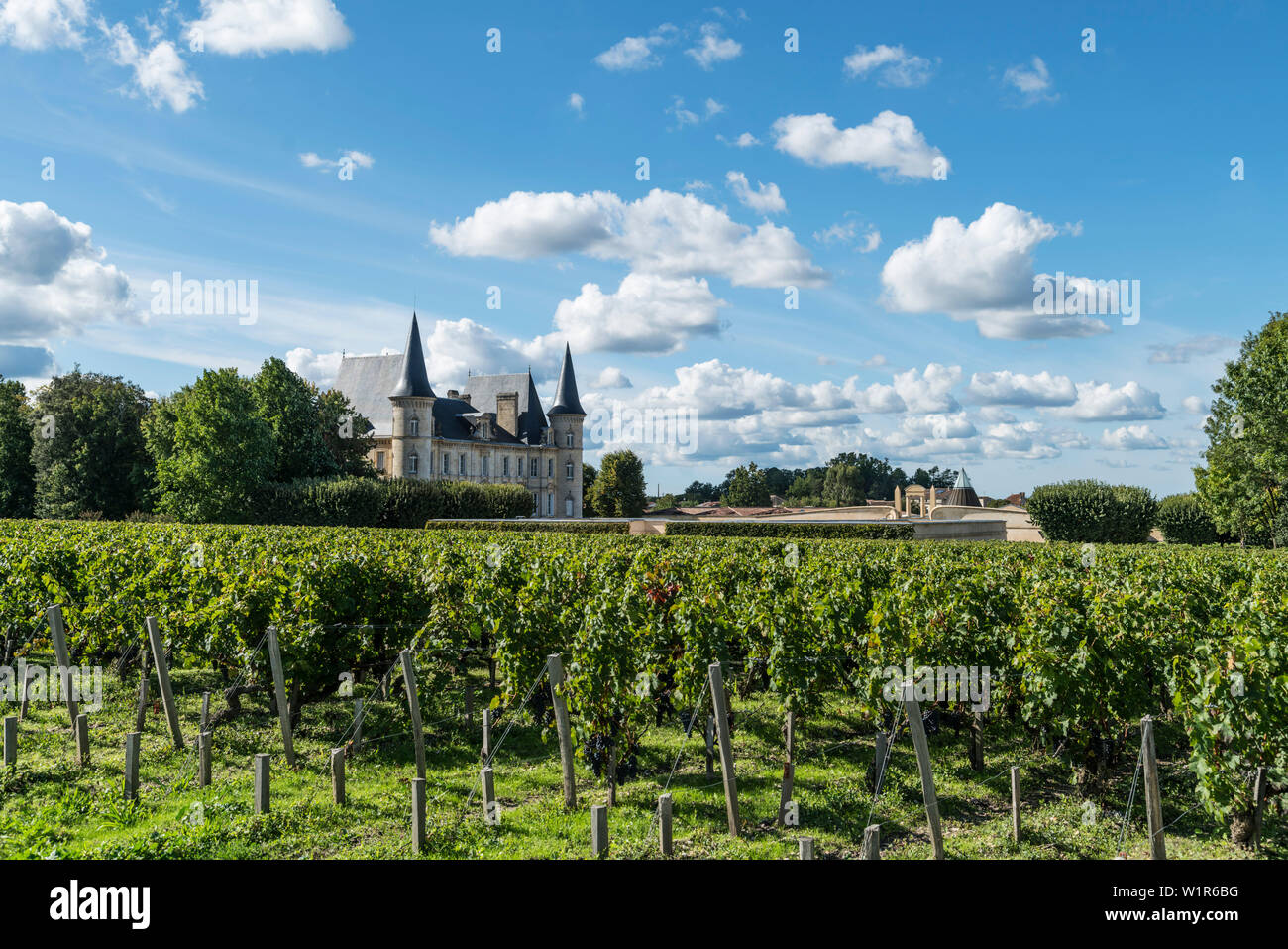 Chateau Pichon Baron , vigneto nel Medoc, Margeaux, grapevine, Bordeaux, Gironde, Aquitania, in Francia, in Europa Foto Stock