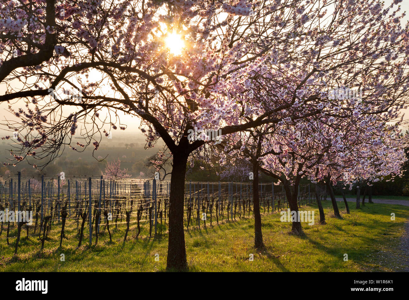 Fiore di mandorla, Mandelbluetenweg, Deutsche Weinstrasse (tedesco la strada del vino), Pfalz, Renania-Palatinato, Germania Foto Stock