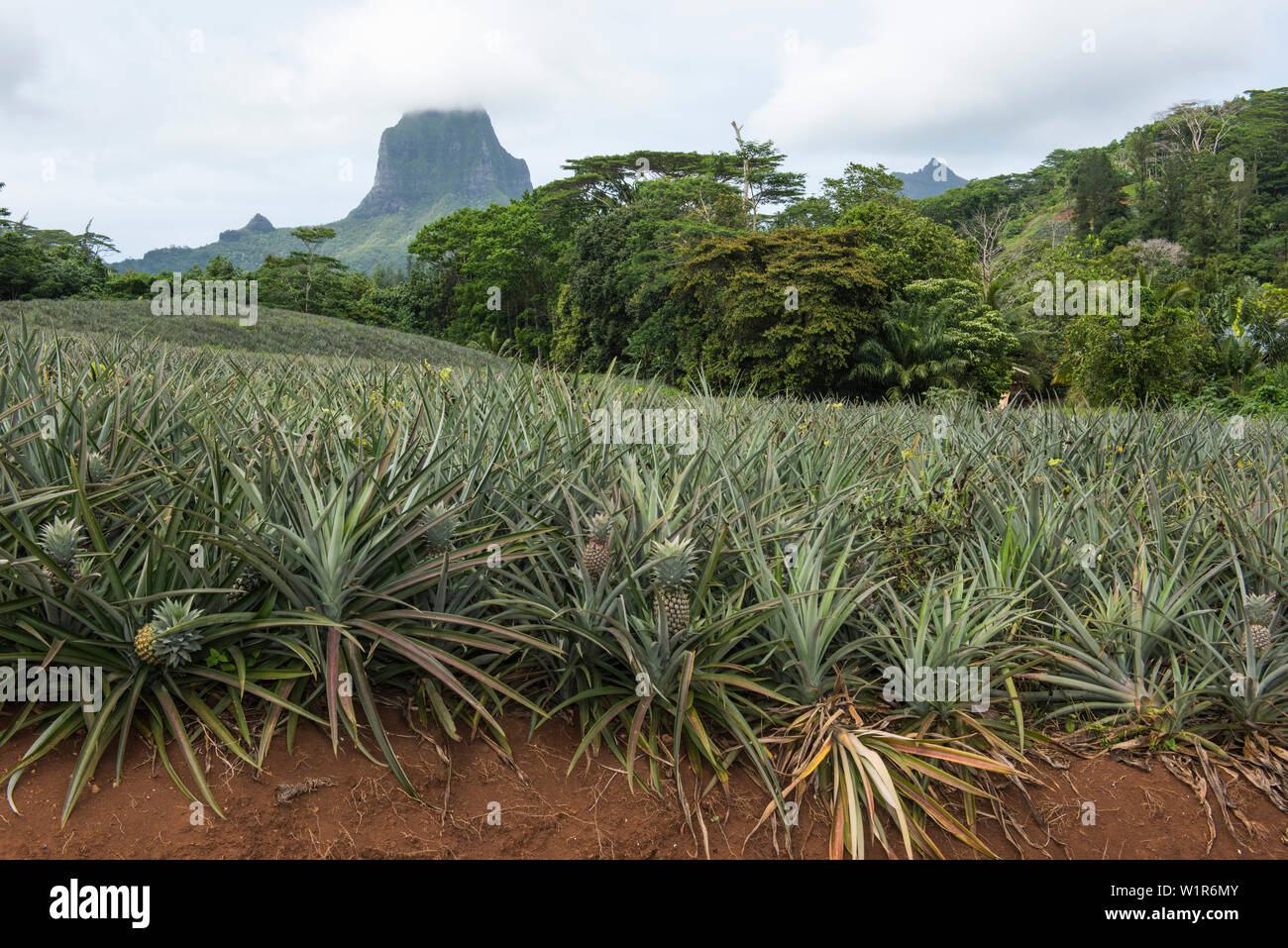 Un grande campo di ananassi cresce in primo piano con il Monte Tohivea (o Tohiea) visibile in background, Moorea, Isole della Società, Polynesi francese Foto Stock