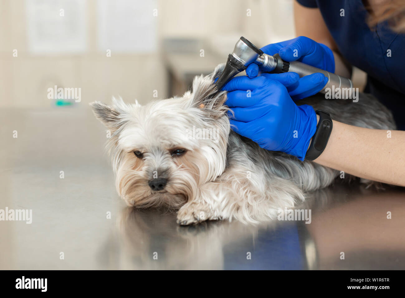 Esame veterinario un cane di razza Yorkshire terrier utilizzando un  otoscopio pet in ospedale Foto stock - Alamy