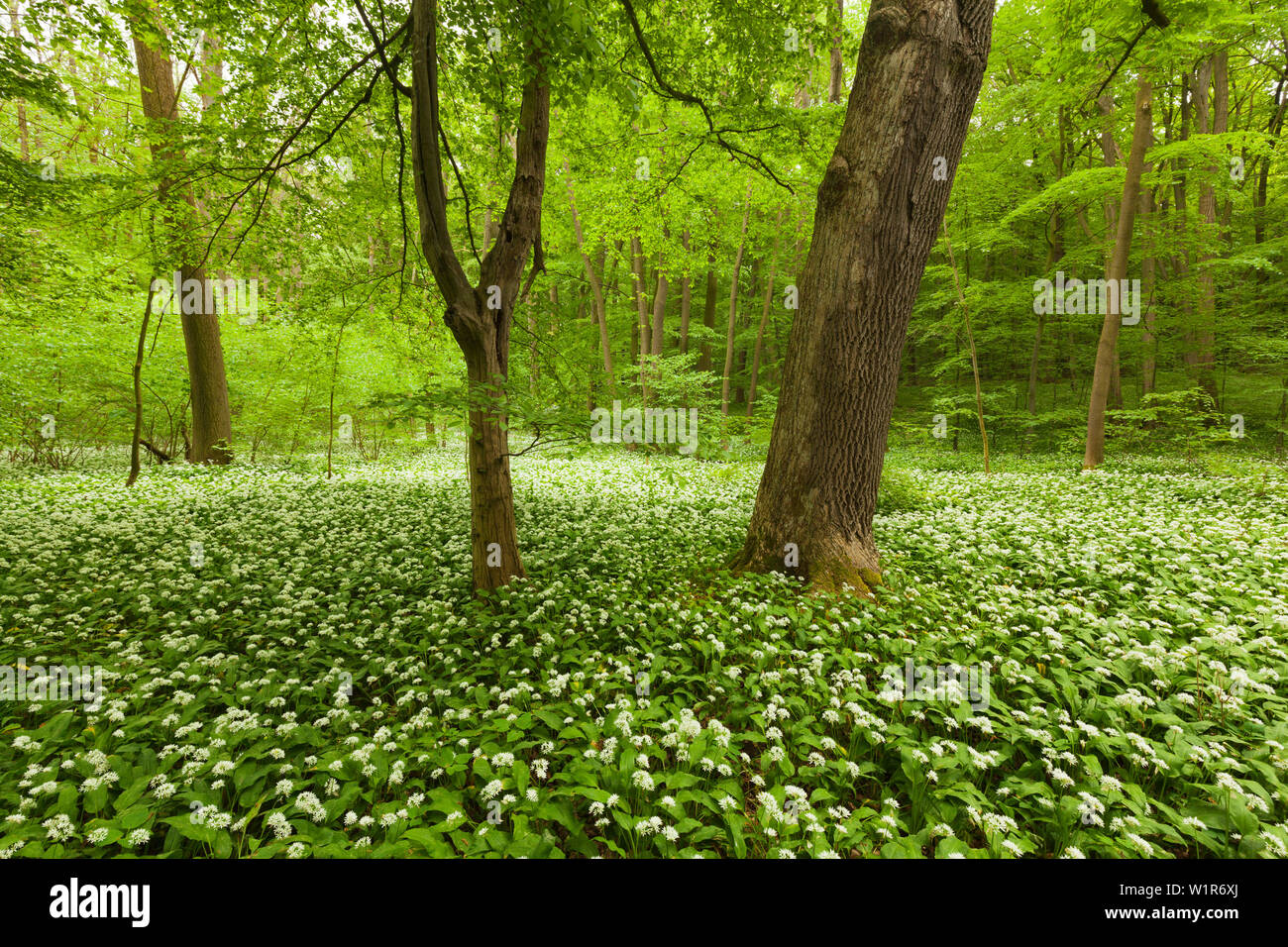 Fiorente aglio selvatico, faggeto, Parco Nazionale Hainich, Turingia, Germania Foto Stock