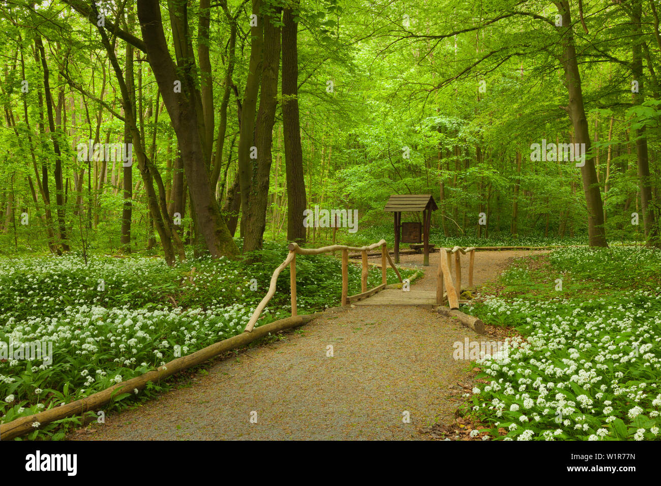 Sentiero Hilikg pur fiorente aglio selvatico, Parco Nazionale Hainich, Turingia, Germania Foto Stock