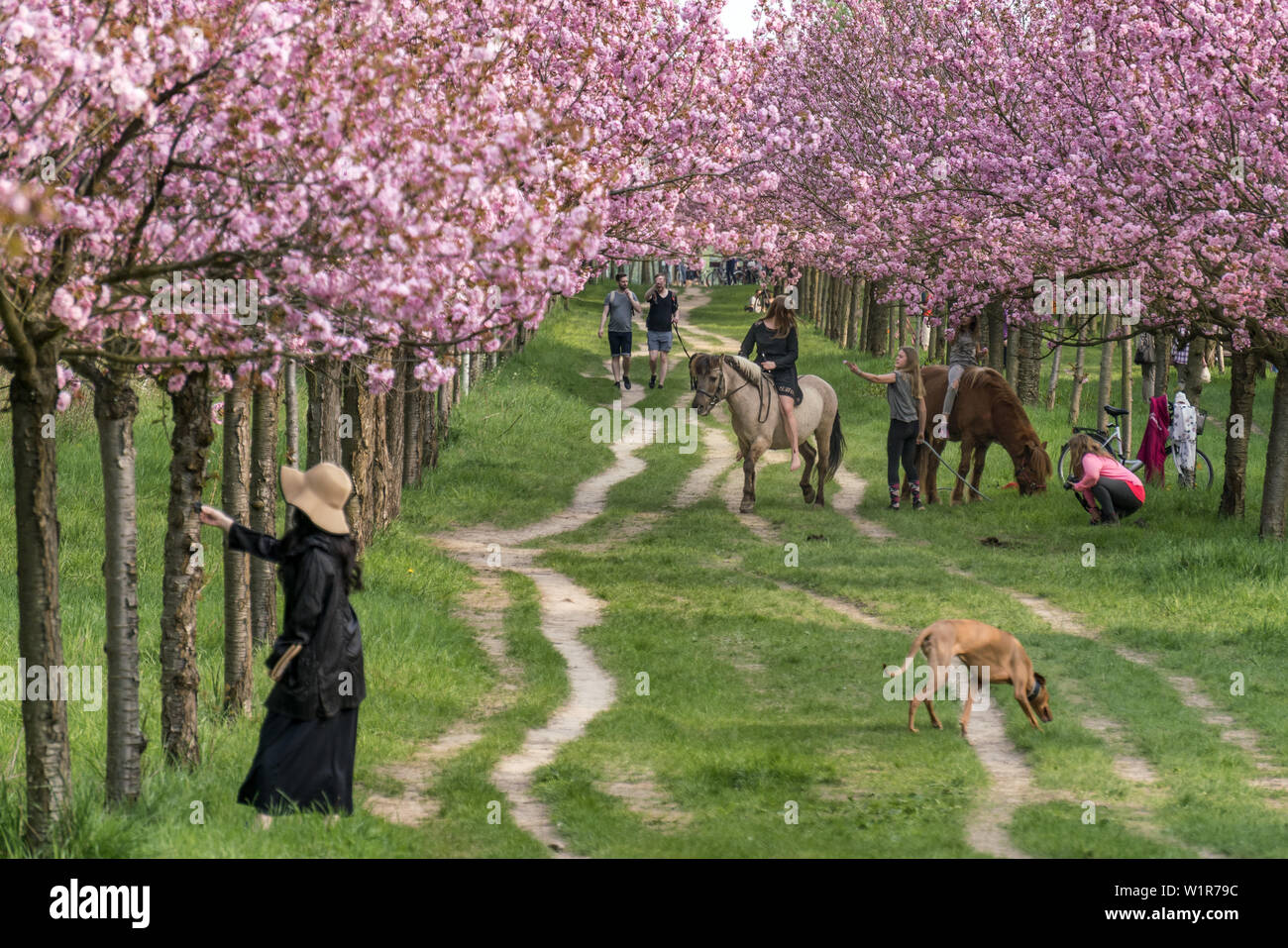 Fiore di Ciliegio, Teltow, Mauerweg, ex DDR confine , i bambini a cavallo, donne giapponesi, nei pressi di Berlino e Brandeburgo Foto Stock