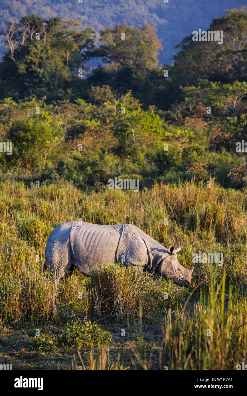 Il rinoceronte indiano nel parco nazionale di Kaziranga, Assam, India, Asia Foto Stock