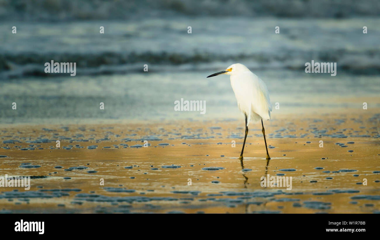 Snowy Egrets a Avila Beach, San Luis Obispo County, California, Stati Uniti d'America Foto Stock