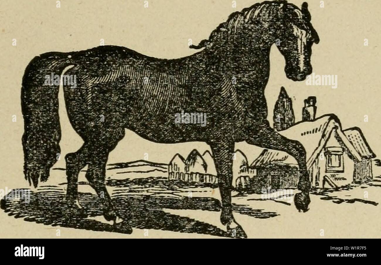 Archivio immagine dalla pagina 6 del Das pferd Ein buch. Das pferd ... Ein buch fÃ¼r das volk, enthaltend die praktischen erfahrungen nach jeder richtung hin, die ein hufschmied in siebenunddreissigjÃ¤hriger thÃ¤tigkeit gesammelt; daspferdeinbuchf00pitc Anno: 1880 ID come |Jfcrb, Â®iti fcrb gill Wvt ho SJicin bni8rcii& fiir ciii fcrb ' a6) bem 3Denjd)en mi[t baÂ§ ferb baÂ§ e b e I [t e @ e f d) 6 p f @ 0 11 eÂ§, unb e) t&GT;un am m e i[t eii iiiiJ31) aiib e11 e. Â€e ui Âtrait), fein 711(3; feiu ?n, ein lifevb. Â€in iSudi fiir das Bofl?, entt)altenb te praftifdeu Âvfarungen nad) jeber Sftidtiimj n, Foto Stock